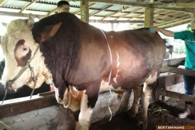 3 Ekor Sapi Warga Agam Diusulkan Jadi Hewan Qurban 