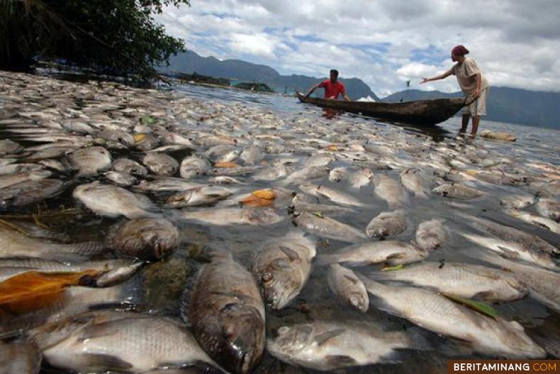 Kembali Ikan Keramba Di Maninjau Mati Massal