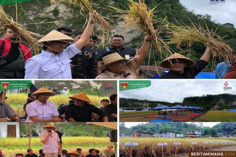 Wako Erman Safar lakukan Panen raya kalaborasi kelompok Tani Ngarai Saiyo dengan Pokdarwis Kelurahan Kayu Kubu. Foto : Dok Kominfo Bkt