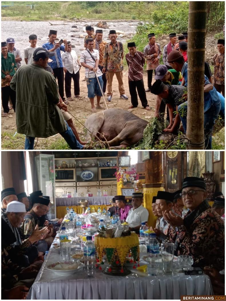 Pelaksanaan Mambantai Kabau Turun Kesawah di kapalo banda di Balun dihadiri Tuanku Rajo Mudo Sutan Mukhwi Vendra Mewakili Sutan Bareno Rajo Daulat Yang Di Pertuan Tuanku Rajo Bagindo, Raja Adat Alam Surambi Sungai Pagu, dan makan gulai babageh di Istano Tuanku Rajo Bagindo di Balun, Jumat (23/12/2022). Foto Afrizal Amir