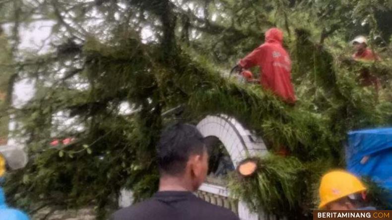 Pohon tumbang di Komplek Makam Syekh Burhanuddin di Korong Kramat Jaya, Nagari Mangopoh Palak Gadang Ulakan, Kecamatan Ulakan Tapakis, Kabupaten Padang Pariaman, Provinsi Sumatra Barat (Sumbar), Rabu (29/09/2021). Foto: BPBD Padang Pariaman