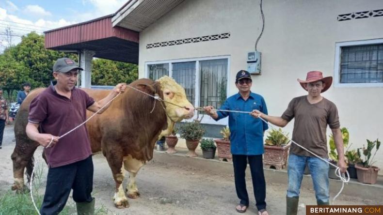 Sapi warga Kabupaten Agam yang akan jadi hewan kurban Presiden Joko Widodo. Foto: amcnews.co.id