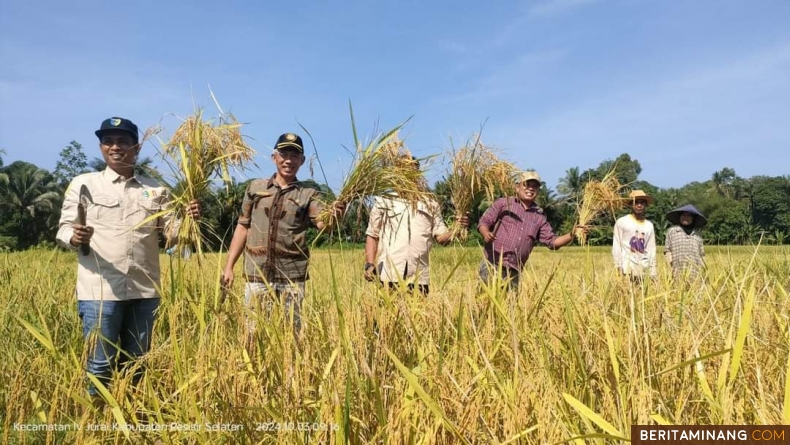 Sekdakab Pessel Mawardi Roska ketika Panen Raya Padi Pola MTOT Keltan Bukik Baeh Kampung Rumah Gadang, Nagari Sungai Gayo Lumpo, Kecamatan V Jurai, Rabu (3/10/2024). Foto: Kominfo Pessel