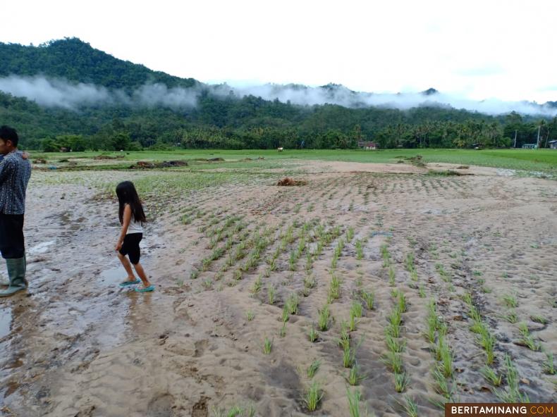 Sawah penduduk tertimbun lumpur akibat meluapnya Batang Sumpuh di Sijunjung. Foto Ius