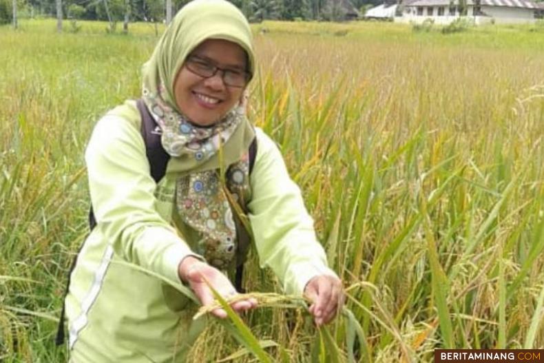 Yuli Asnita, Penyuluh THL Solsel, bangga dengan varietas simawuang yang bakan menjadi unggulan Solsel kedepan. Foto Afrizal. A