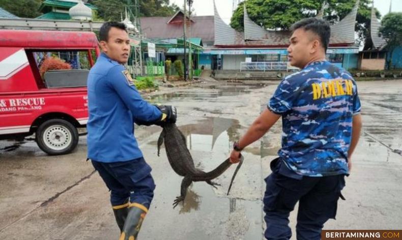 Tim Animal Rescue saat evakuasi Biawak dari Kantor Dishub Padang Panjang, Senin (14/11/2022). Foto: Kominfo Padang Panjang