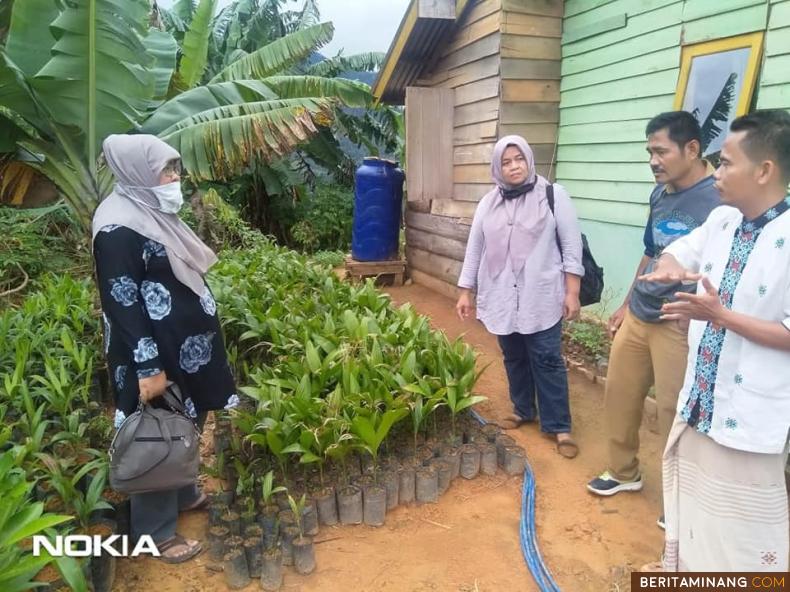 Kabid Trans Disnakertrans Sumbar, Rini Yuliet, SP dan rombongan saat melihat ribuan bibit pinang hibrida di lokasi transmigrasi Padang Tarok Sijunjung. Foto Humas Disnakertrans Sumbar.