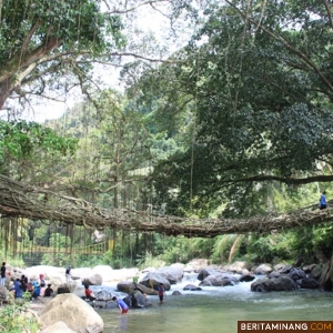 Pohon Tumbang Dibersihkan, Objek Wisata Jembatan Akar Bayang Utara Pessel Bisa Dilewati