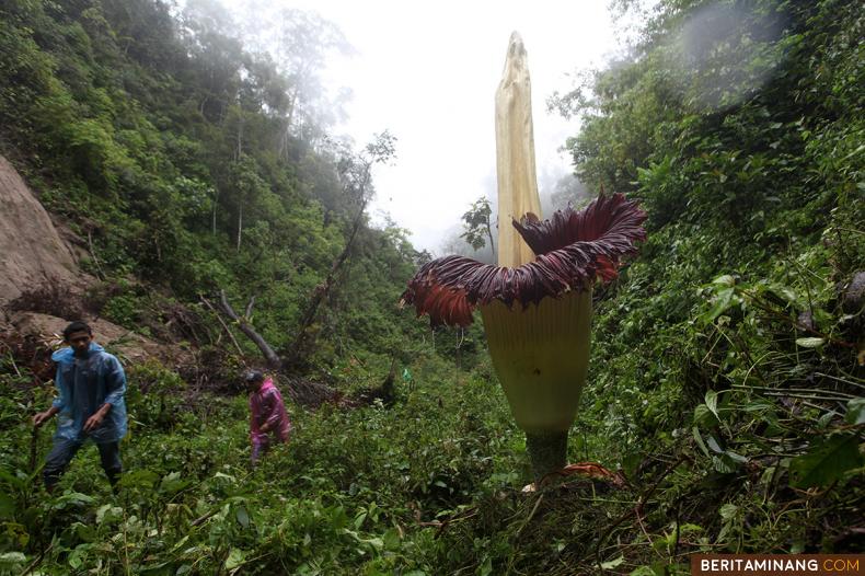 Pengunjung melihat Bunga Bangkai Raksasa (Amorphophallus titanum) yang mekar sempurna di Jorong Sitingkai, Nagari Koto Rantang, Kecamatan Palupuh, Kabupaten Agam, Sumatera Barat, Minggu (4/12/2022). Bunga bangkai termasuk puspa yang dilindungi menurut Undang-undang Nomor 5 Tahun 1990 tentang Konservasi Sumber Daya Alam Hayati dan Ekosistemnya dan Peraturan Menteri LHK Nomor 106 Tahun 2018. (Beritaminang/Adi Prima).