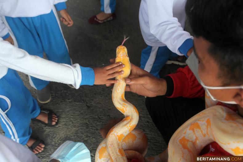 Murid taman kanak-kanak (TK) melihat satwa jenis ular milik Damkar Tanah Datar di Batusangkar, Sumbar, Sabtu (29/01/2022). Edukasi satwa oleh unit rescue hewan bertujuan untuk mengenalkan jenis-jenis pekerjaan lain yang dilakukan oleh petugas pemadam kebakaran selain memadamkan api. )Beritaminang/AP).