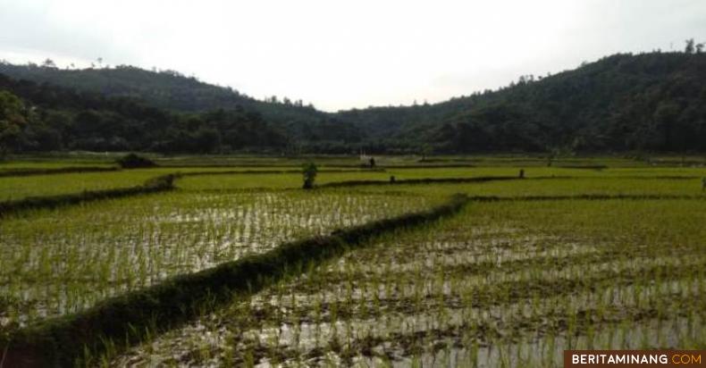 SAWAH NAGARI KOTO NAN TIGO - Pembangunan embung di Tanah Kareh Nagari Koto Nan Tigo, Kecamatan Batang Kapas Kabupaten Pesisir Selatan (Pessel), Provinsi Sumatera Barat, selesai dikerjakan. Embung  akan  mengairi sawah masyarakat seluas 200 Ha. Camat Batang Kapas, Wendra Rovikto Kamis (6/2) bersyukur sekali atas berfungsinya embung ini. Dulu petani kesulitan air dan baru bertani di musim hujan. Foto: Humas Pessel