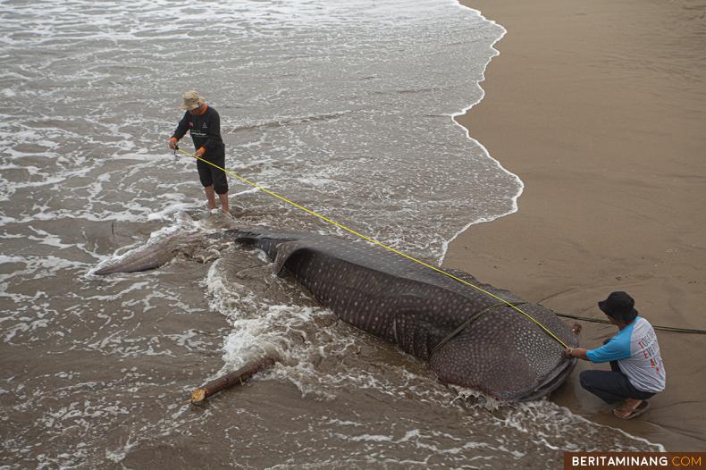 Petugas Balai Pengelolaan Sumberdaya Pesisir dan Laut (BPSPL) Padang mengidentifikasi ikan Paus Tutul (Rhincodon typus) yang terdampar di Pantai Salido, Kabupaten Pesisir Selatan, Sumbar, Rabu (25/5/2022). Ikan Paus Tutul sepanjang 6 meter dan dilindungi ini terdampar ke pantai karena terbawa jaring nelayan ikan tradisional. (Beritaminang/Adi Prima).