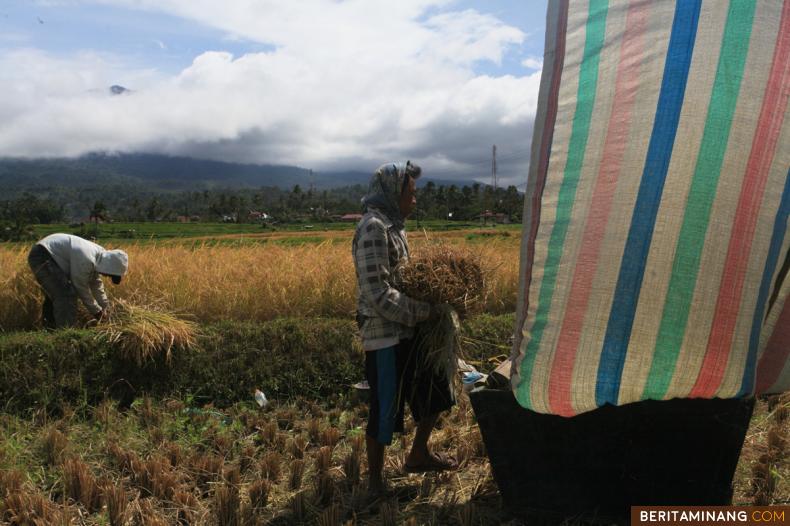 Harga Gabah Kering Turun Di Pariangan Tanah Datar | Berita Minang