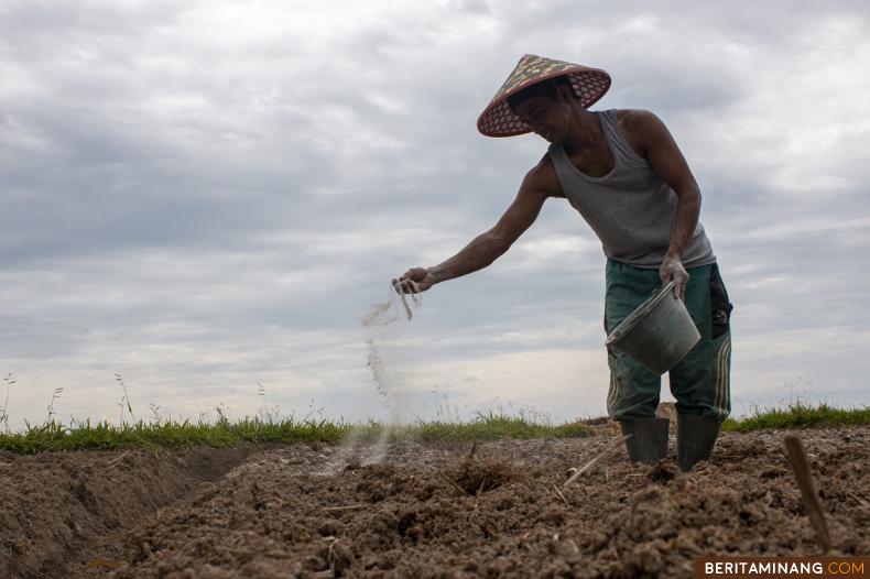 Petani memberikan pupuk dan kapur ketika menggemburkan lahan pertanian di Nagari Pariangan, Tanah Datar, Sumbar, Jumat (13/1/2023). Data Kabupaten Tanah Datar dari 4.200 hektar lahan pertanian yang ditargetkan tahun 2022 telah terealisasi 3720,22 hektar atau 88,58%, langkah strategis meningkatkan hasil pertanian, seperi cabai, tomat, jagung dan lainnya selain untuk ketahanan pangan juga dilakukan untuk mendukung pengendalian inflasi daerah.(Beritaminang/Adi Prima).						