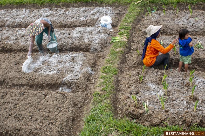 Petani memberikan pupuk dan kapur ketika menggemburkan lahan pertanian di Nagari Pariangan, Tanah Datar, Sumbar, Jumat (13/1/2023). Data Kabupaten Tanah Datar dari 4.200 hektar lahan pertanian yang ditargetkan tahun 2022, telah terealisasi 3720,22 hektar atau 88,58%, langkah strategis meningkatkan hasil pertanian, seperi cabai, tomat, jagung dan lainnya selain untuk ketahanan pangan juga dilakukan untuk mendukung pengendalian inflasi daerah. (Beritaminang/Adi Prima).						