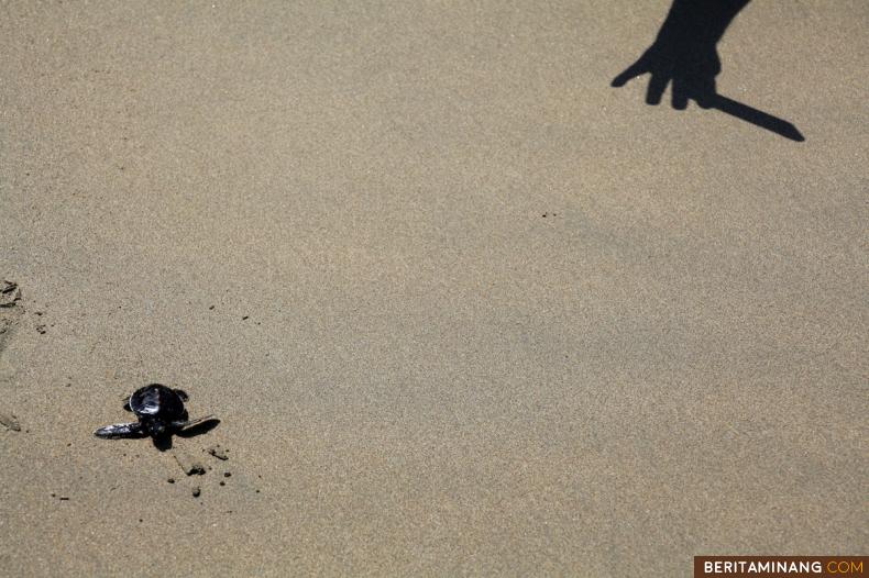 Pengunjung melepaskan anak tukik yang baru menetas ke laut di kawasan ekowisata penyu, Selasa (16/7/2019). Melepas tukik ke laut merupakan salah satu paket wisata edukasi yang ditawarkan kepada pengunjung.