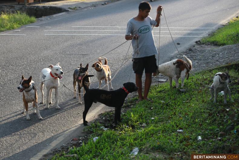 MELATIH ANJING BURU - Warga menjaga menjaga kondisi anjing burunya di Tanah Datar, Sumatera Barat. Berburu babi dengan anjing merupakan kegiatan rutin komunitas pemburu babi di Tanah Datar setiap Rabu dan Minggu. Foto Adi Prima