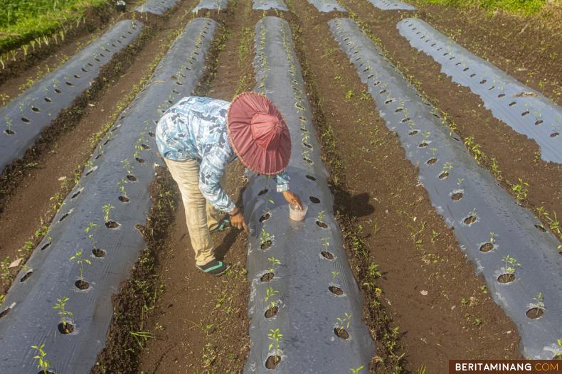 Petani memberikan pupuk NPK untuk tanaman cabai di Nagari Limo Kaum, Tanah Datar, Sumbar, Selasa (7/11/2023). Meningkatkan hasil pertanian merupakan salah satu program unggulan pemerintah daerah Kabupaten Tanah Datar, selain untuk ketahanan dan pengendalian pangan komoditi hasil pertanian terbukti mendukung pengendalian inflasi daerah. (Beritaminang/Adi Prima)