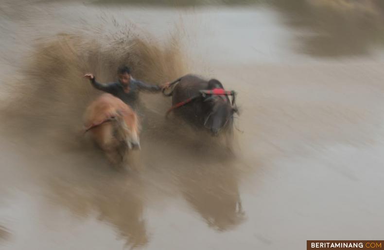 PACU JAWI TRADISI RATUSAN TAHUN - Joki bertahan pada ekor jawi (sapi) supaya tidak terjatuh ke dalam lumpur pada alek Pacu Jawi di Nagari Parambahan, Tanah Datar, Sumatera Barat, Sabtu (01/02/2020). Pacu Jawi merupakan tradisi ratusan tahun menyambut musim panen yang masih bertahan sampai sekarang dan rutin diadakan setiap Sabtu. Foto: Adi Prima