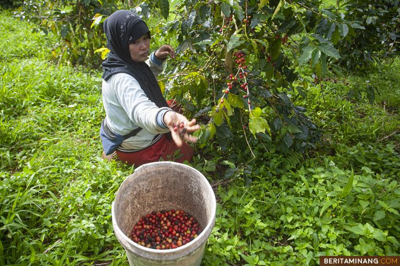 Petani panen kopi jenis Arabica di Salimpauang, Tanah Datar, Sumbar, Rabu (18/1/2023). (Beritaminang/Adi Prima)