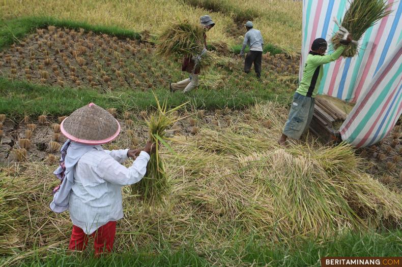 				Petani memanen padi secara tradisional di Nagari Simabau, Tanah Datar, Sumbar, Jumat (08/4/2022). (Beritaminang/AP).