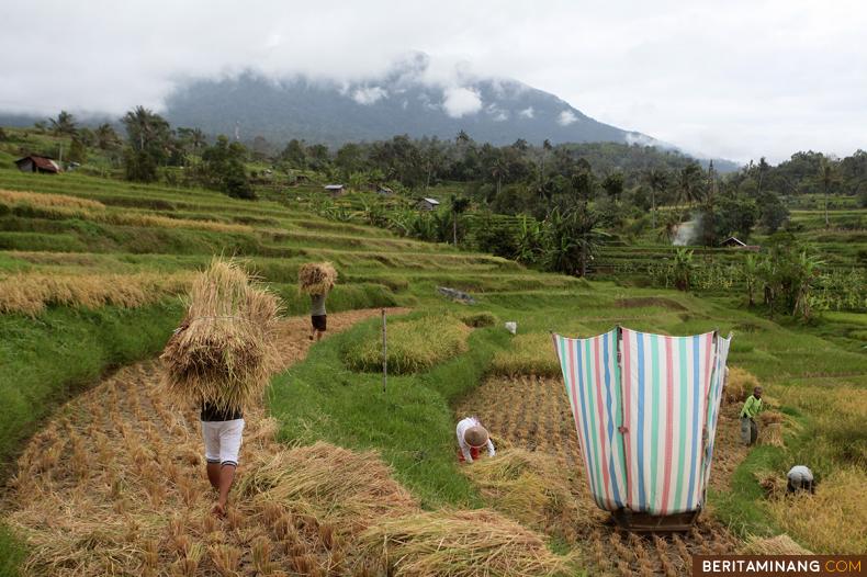 				Petani memanen padi secara tradisional di Nagari Simabau, Tanah Datar, Sumbar, Jumat (08/4/2022). (Beritaminang/AP).