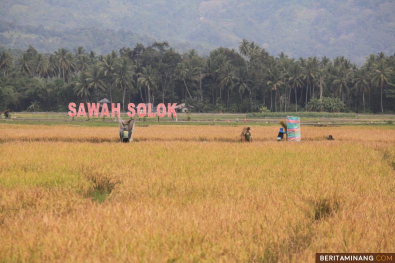 				Petani memanen Bareh (beras) Solok di Nagari Sinapa Piliang, Kota Solok, Sumbar, Senin (29/06/2020). Bareh Solok merupakan salah satu beras terbaik di Indonesia karena rasanya yang enak. (Beritaminang/Adi Prima).						