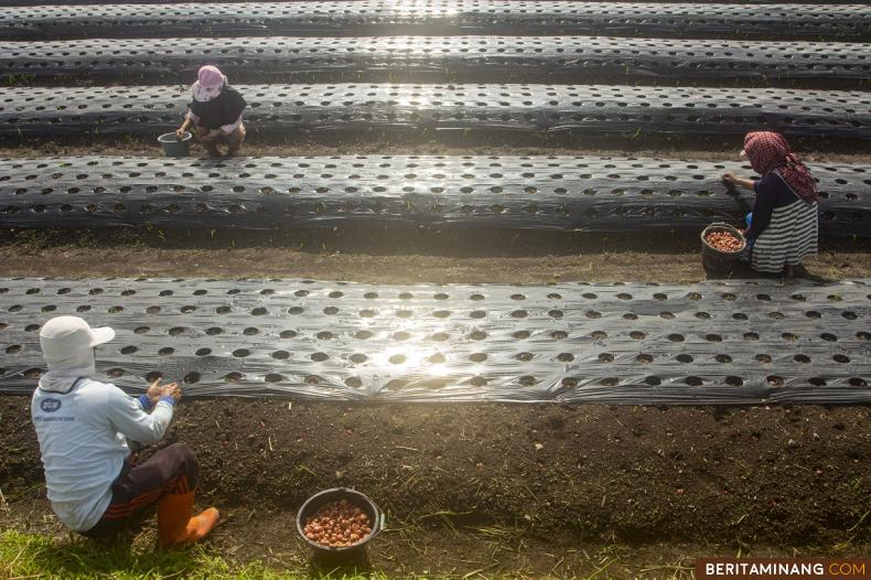 Buruh tani perempuan menanam tanaman bawang di Nagari Parambahan, Tanah Datar, Sumbar, Selasa (7/11/2023). Selama musim tanam dan panen buruh tani di Tanah Datar menerima upah harian mulai dari Rp 80.000-90.000 per hari. (Beritaminang/Adi Prima)