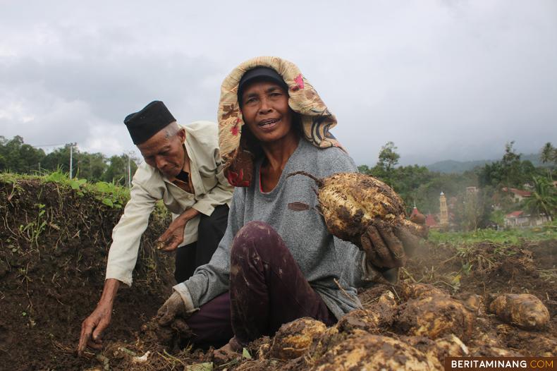 Petanai memanen ubi jalar di Nagari Pariangan, Tanah Datar, Sumbar, Kamis (30/3/2023). Permintaan ubi jalar selama bulan Ramadhan meningkat dengan harga jual 5.000-6.000 per kilogram nya ucap petani. (Beritaminang/Adi Prima).