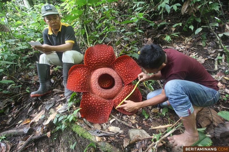 Tumbuhan langka dan dilindungi Rafflesia arnoldii mekar sempurna di kawasan hutan lindung Palupuah, Agam, Sumbar, Jumat (27/10/2023). Dari data BKSDA Sumbar dengan diameter 101,5 cm ini merupakan salah satu rafflesia arnoldii terbesar yang mekar di hutan lindung Palupuah tahun 2023 ini. (Beritaminang/Adi Prima).