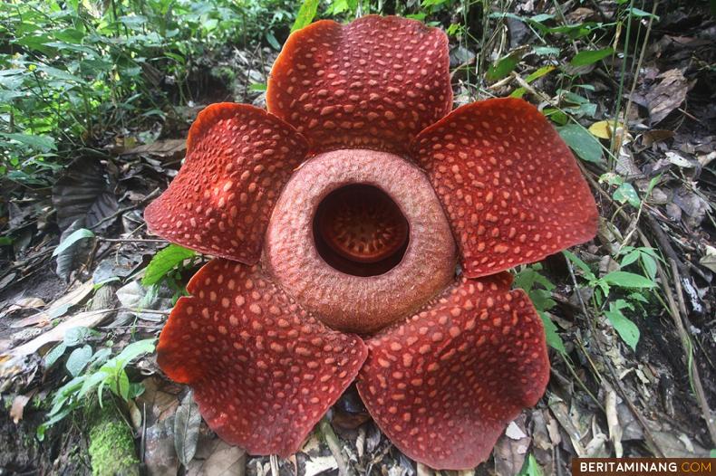 Tumbuhan langka dan dilindungi Rafflesia arnoldii mekar sempurna di kawasan hutan lindung Palupuah, Agam, Sumbar, Jumat (27/10/2023). Dari data BKSDA Sumbar dengan diameter 101,5 cm ini merupakan salah satu rafflesia arnoldii terbesar yang mekar di hutan lindung Palupuah tahun 2023 ini. (Beritaminang/Adi Prima).