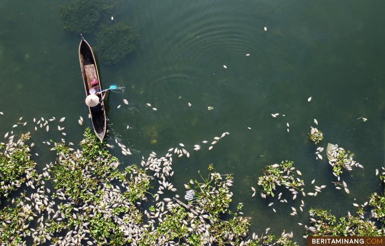 Foto udara nelayan dan ikan mati di Nagari Linggai, Danau Maninjau, Agam, Sumbar, Selasa (15/02/2022). Total sampai hari ini 130 ton ikan milik masyarakat mati karena cuaca buruk di sekitar danau. (Beritaminang/AP).