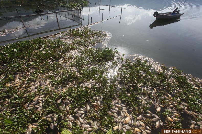 Nelayan berada di antara ikan yang mati di Nagari Linggai, Danau Maninjau, Agam, Sumbar, Selasa (15/02/2022). Total sampai hari ini 130 ton ikan milik masyarakat mati karena cuaca buruk di sekitar danau. (Beritaminang/AP)